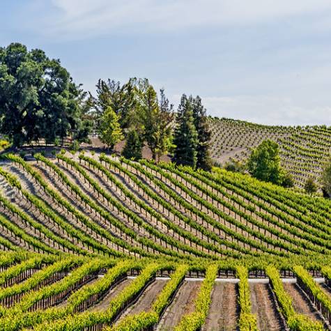The World's Top 10 Wine Destinations for 2020 Photo